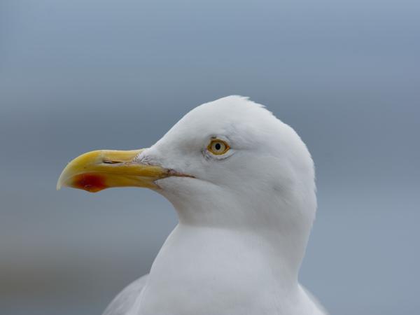 <h3><a href="/trips/helgoland/biota/animalia/chordata/aves/024 charadriiformes/017 laridae/larus argentatus/larus argentatus-nl.html">Larus&nbsp;argentatus</a> / European&nbsp;herring&nbsp;gull / Zilvermeeuw</h3>NIKON D7100 met AF-S Nikkor 300mm f/2.8G IF-ED VR II, 1/3200 sec  bij F5.6, ISO 320, afstand 3.55&nbsp;m